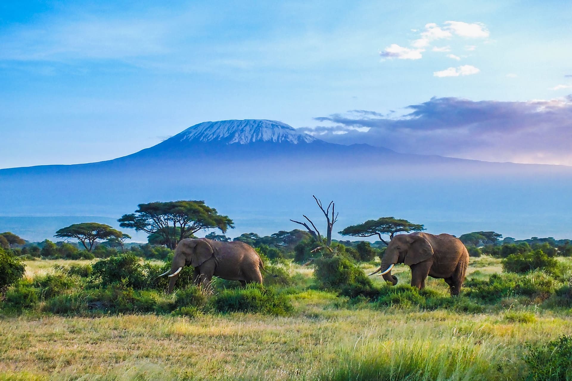 3 Days Amboseli Luxury Safari