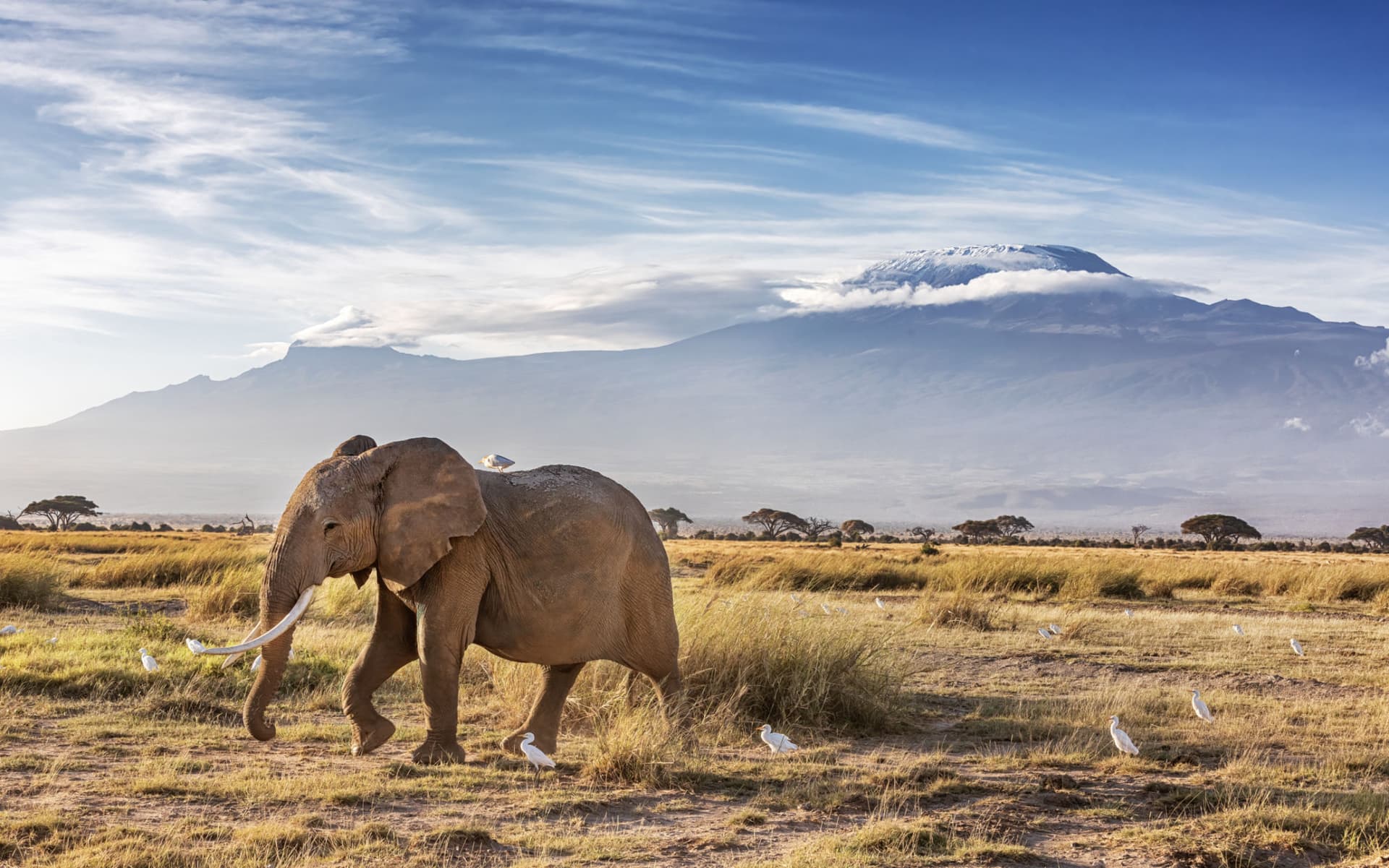 Day 1: Nairobi to Amboseli National Park – Evening Game Drive( 225 to 240 km)4 to 5 hours