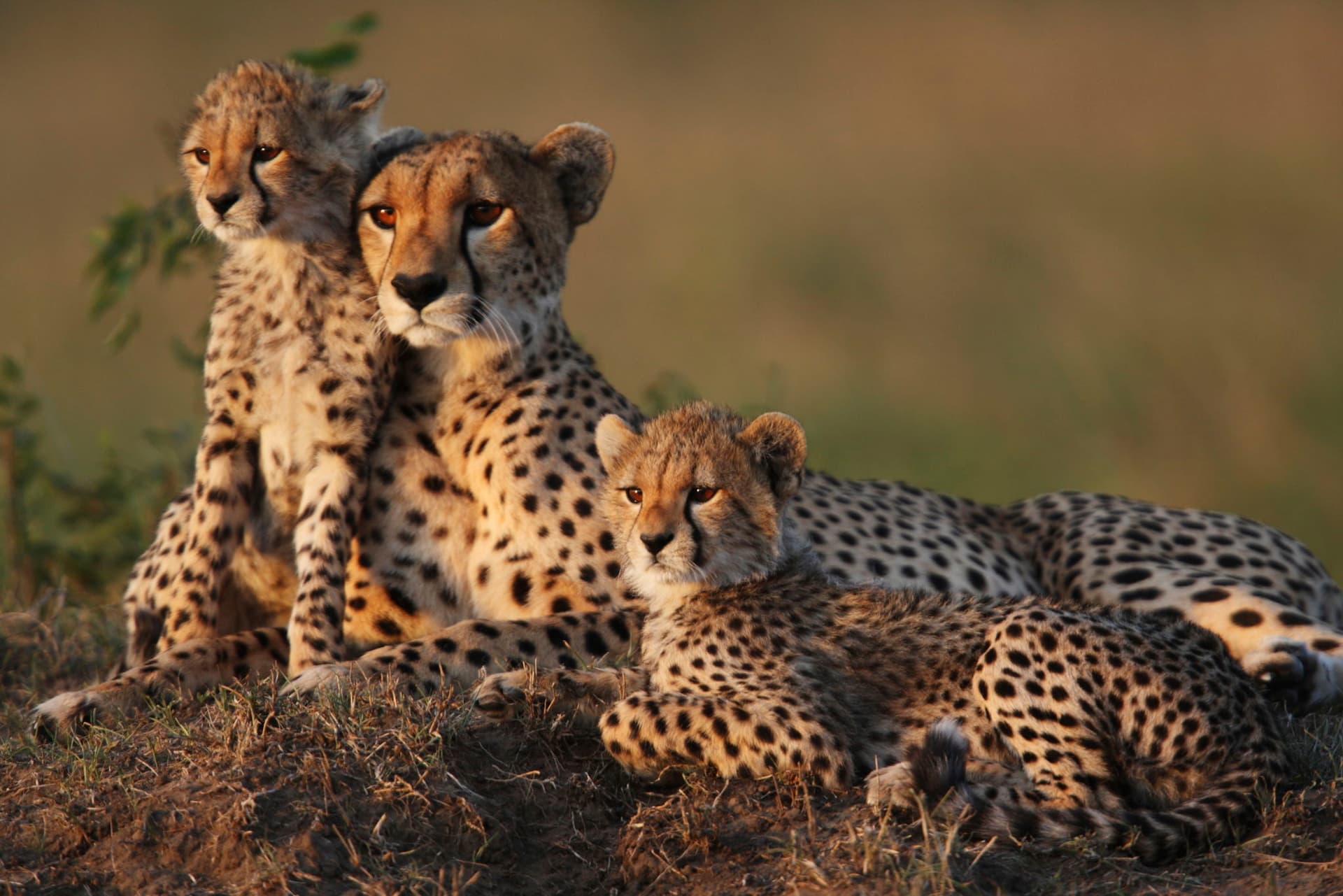 Kenya Safari Masai Mara with Toddlers: A Family Guide
