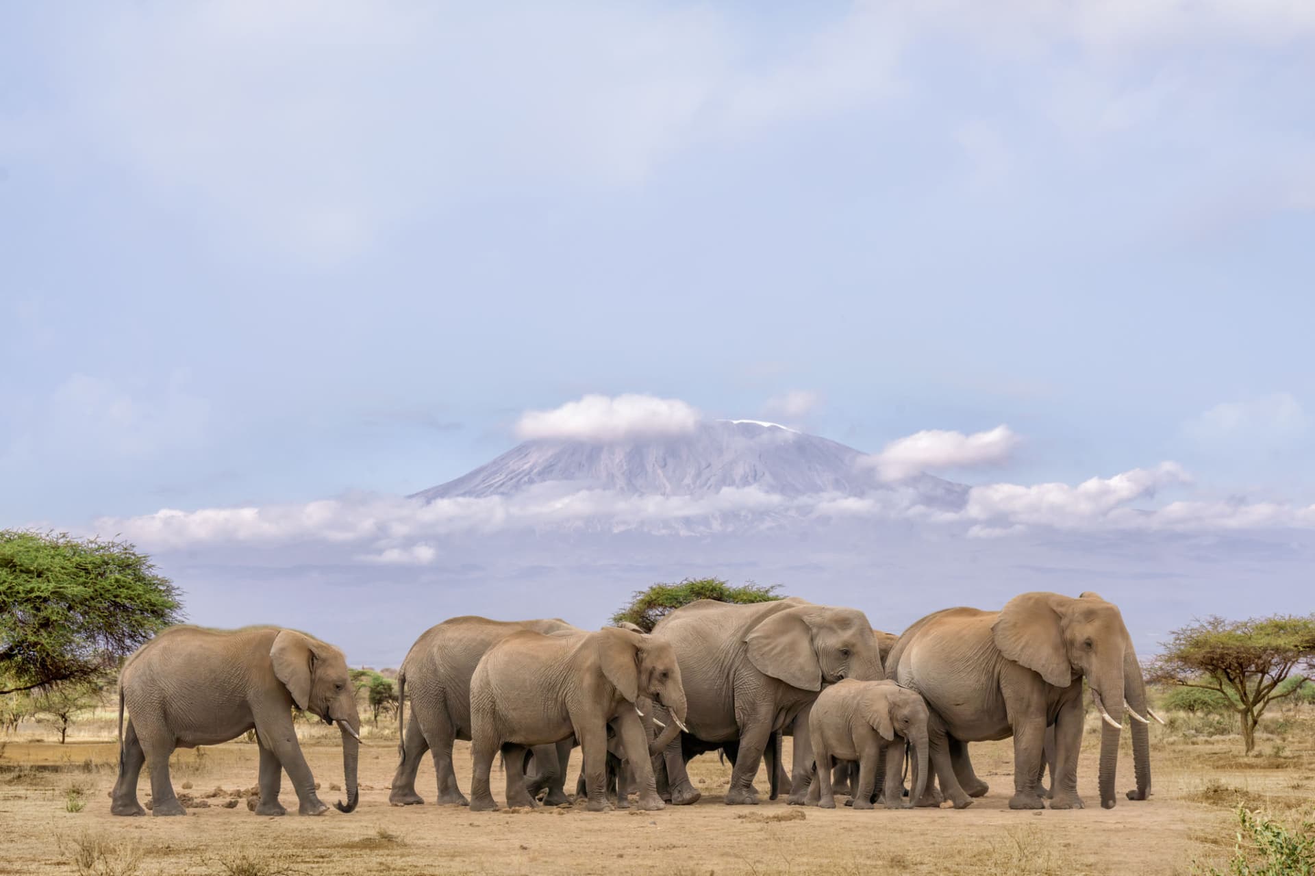 3 Days Amboseli Luxury Safari — safari photo 2
