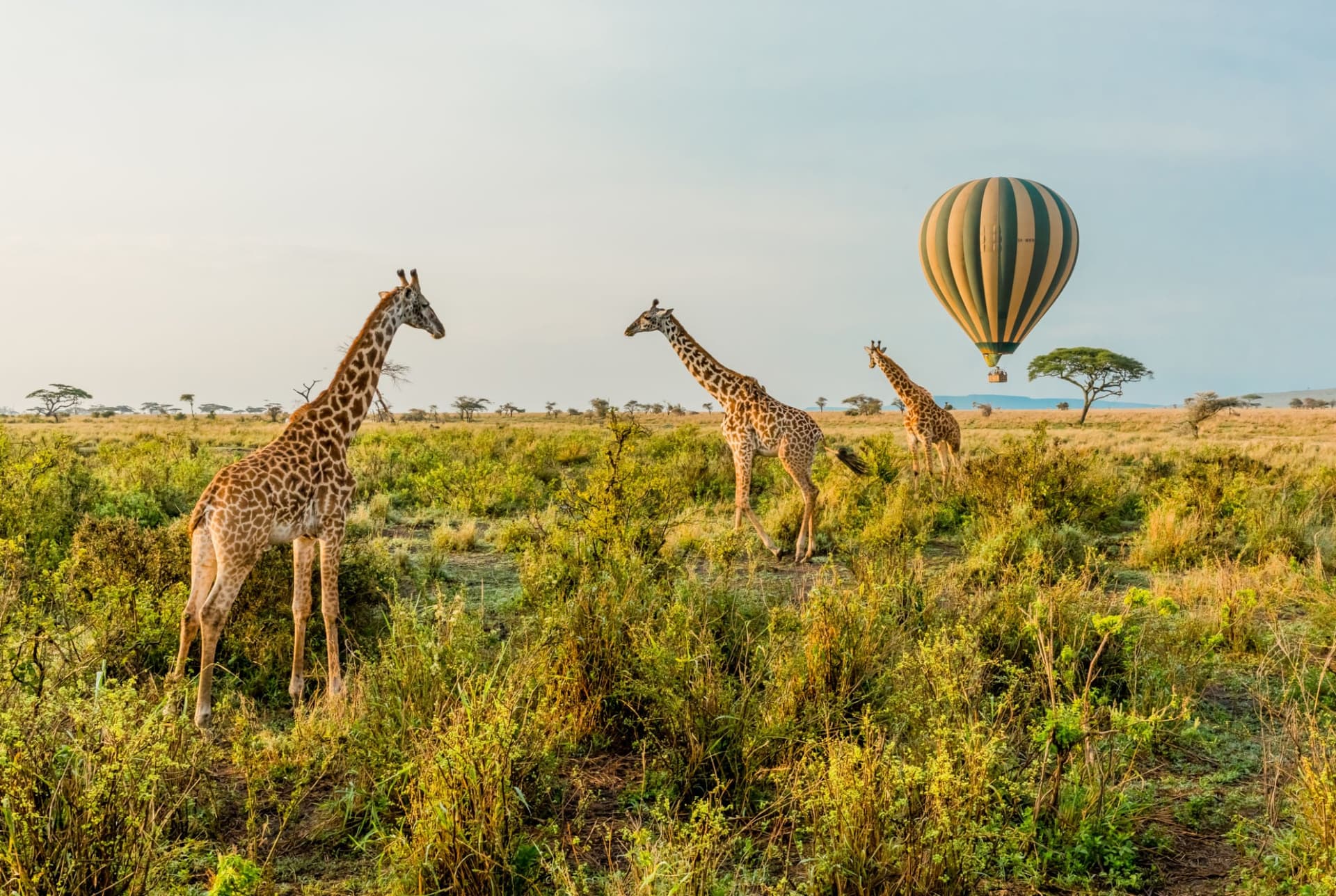 Safari in Tanzania