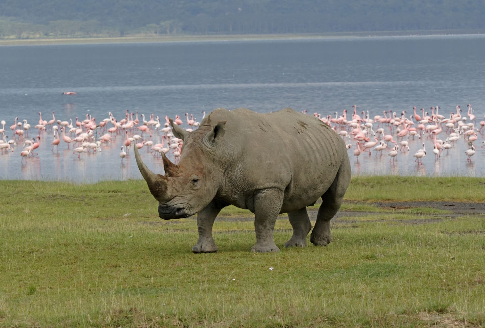 Day 4: Lake  naivasha to Lake Nakuru National Park