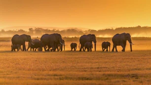 8-Day Mid-Range Tanzania Safari & Zanzibar Beach Holiday — safari photo 3