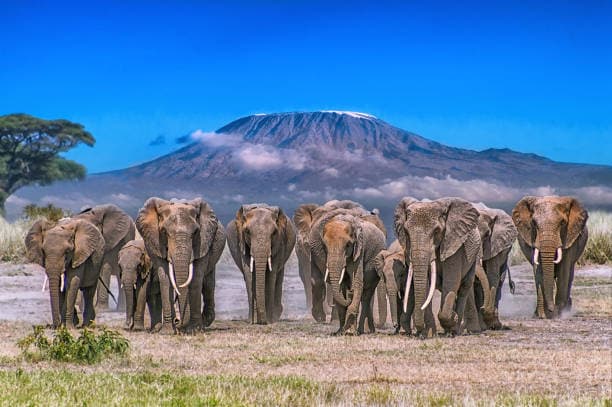 3 days Safari Amboseli National Park — safari photo 3