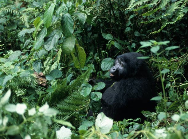Bwindi Impenetrable Forest — Uganda