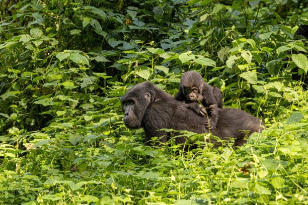 Uganda photo 5