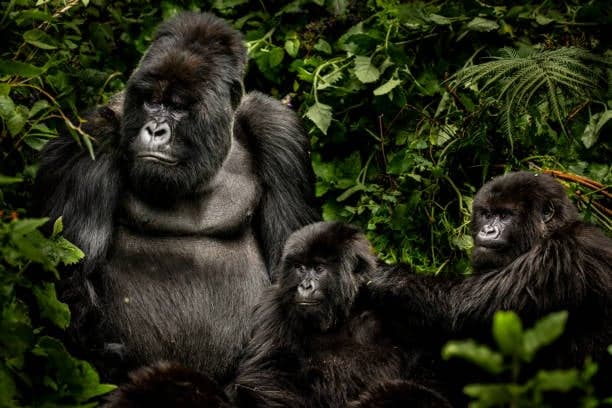Safari in Rwanda