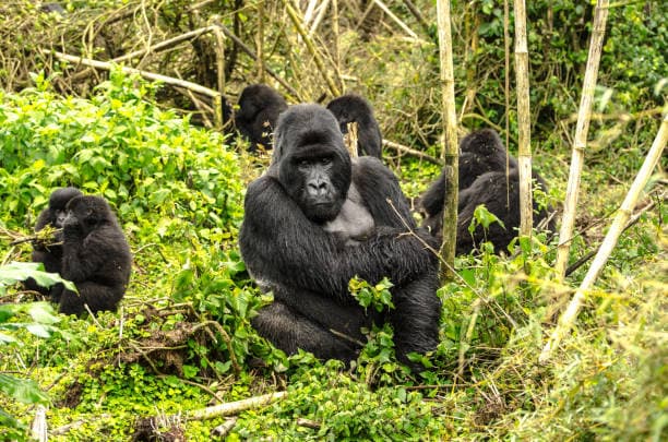 Rwanda photo 3