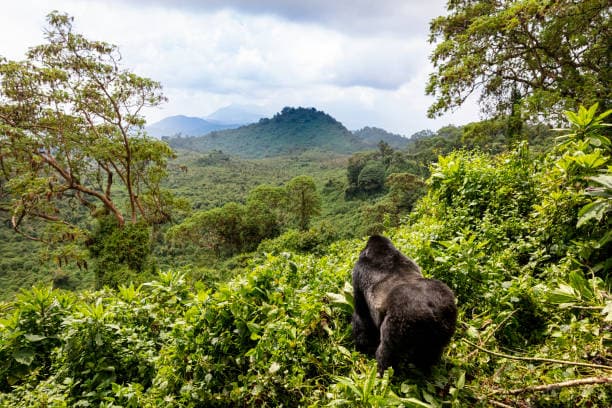 Rwanda photo 4