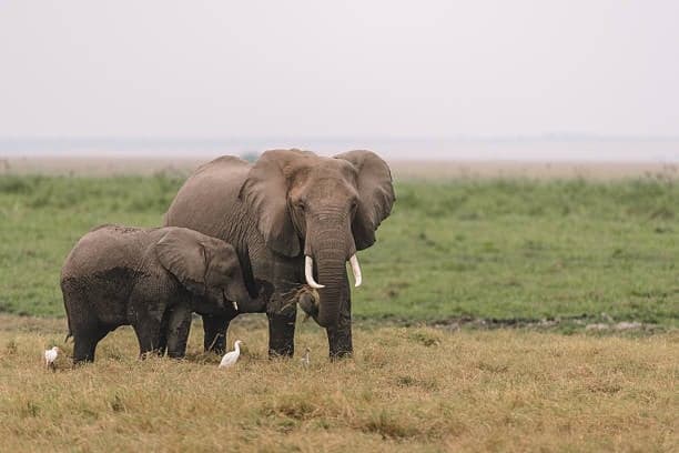 Mid range 7-Day Kenya Safari: Amboseli, Lake Naivasha, Lake Nakuru & Masai Mara — safari photo 3