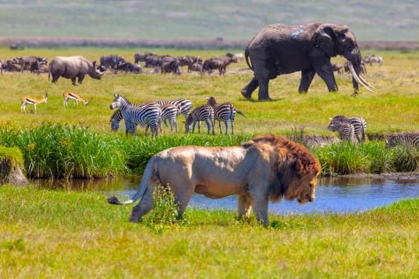 Day 6: Day 6: Central Serengeti to Ngorongoro Crater and Karatu