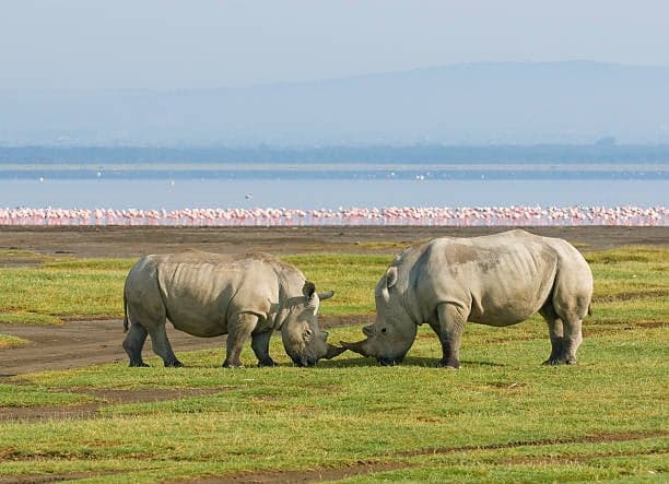 Day 6: Samburu National Reserve to Lake Nakuru National Park