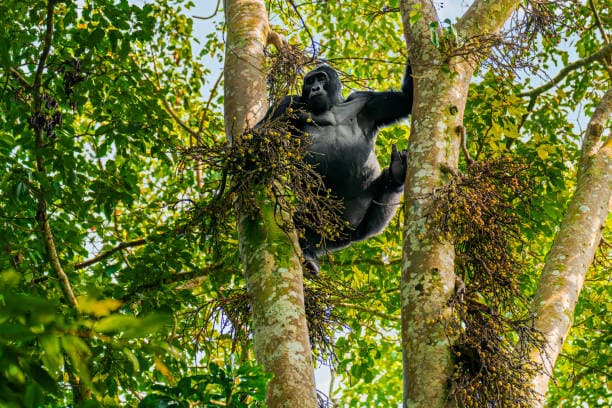 Uganda photo 3