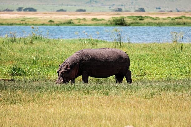 3-Day Luxury Uganda Safari to Murchison Falls and Ziwa