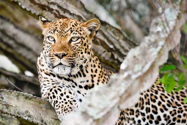 3-Day Mid-Range Uganda Safari to Murchison Falls & Ziwa Rhino Ranch