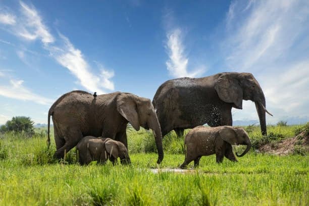3-Day Mid-Range Uganda Safari to Murchison Falls & Ziwa Rhino Ranch — safari photo 2