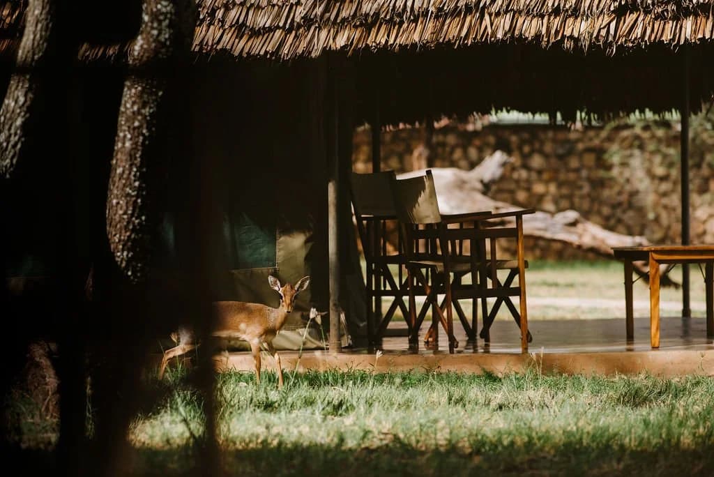 Tarangire Safari Lodge