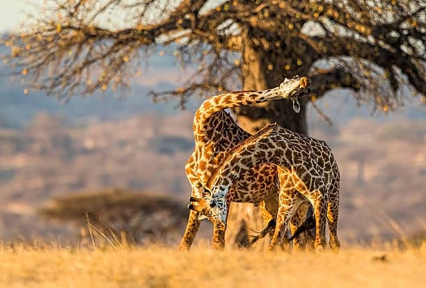 Tanzania photo 3