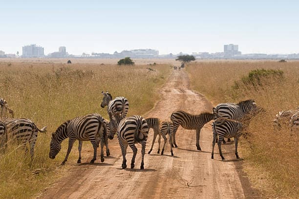 Day 1: Nairobi Wildlife Experience – Nairobi National Park, Sheldrick Wildlife Trust & Giraffe Centre