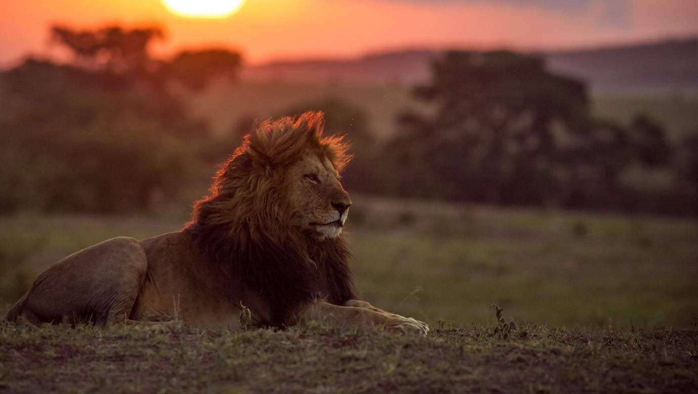 3-Day Maasai Mara Safari Adventure — safari photo 2