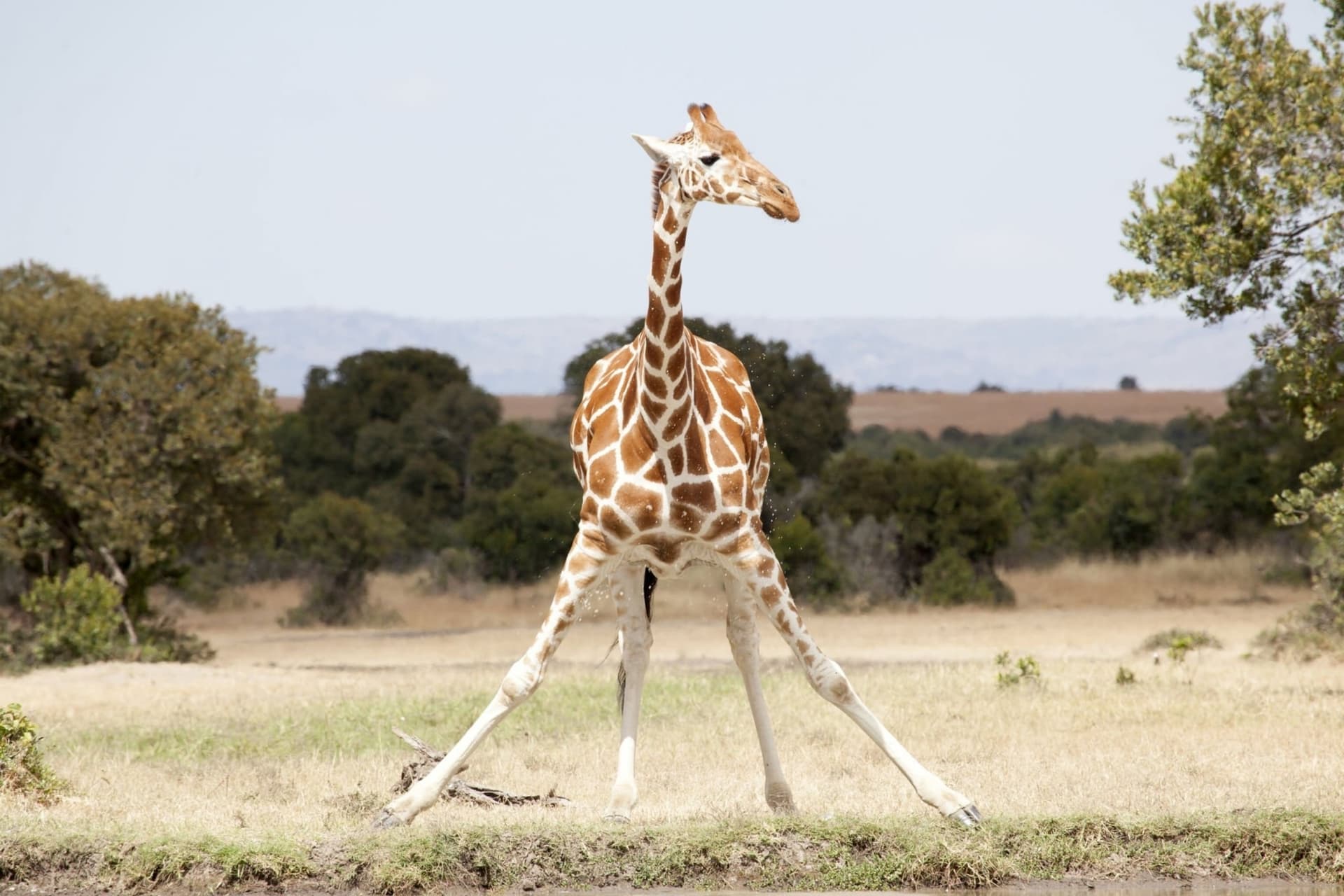 Day 8:  Full Day Game Drives in Masai Mara National Reserve