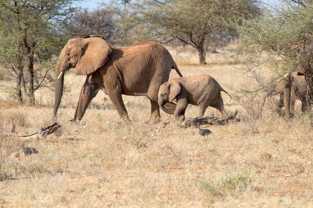 Meru National Park