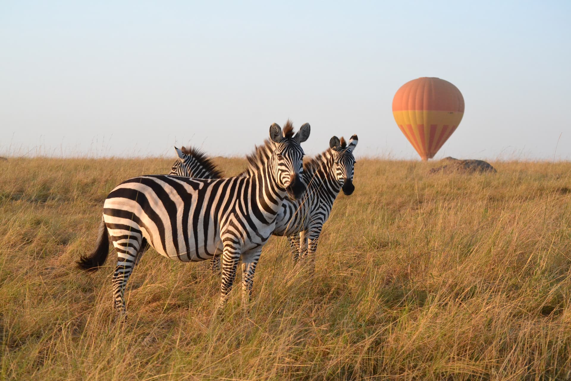 Africa Safari in Kenya: What to Expect in 2026