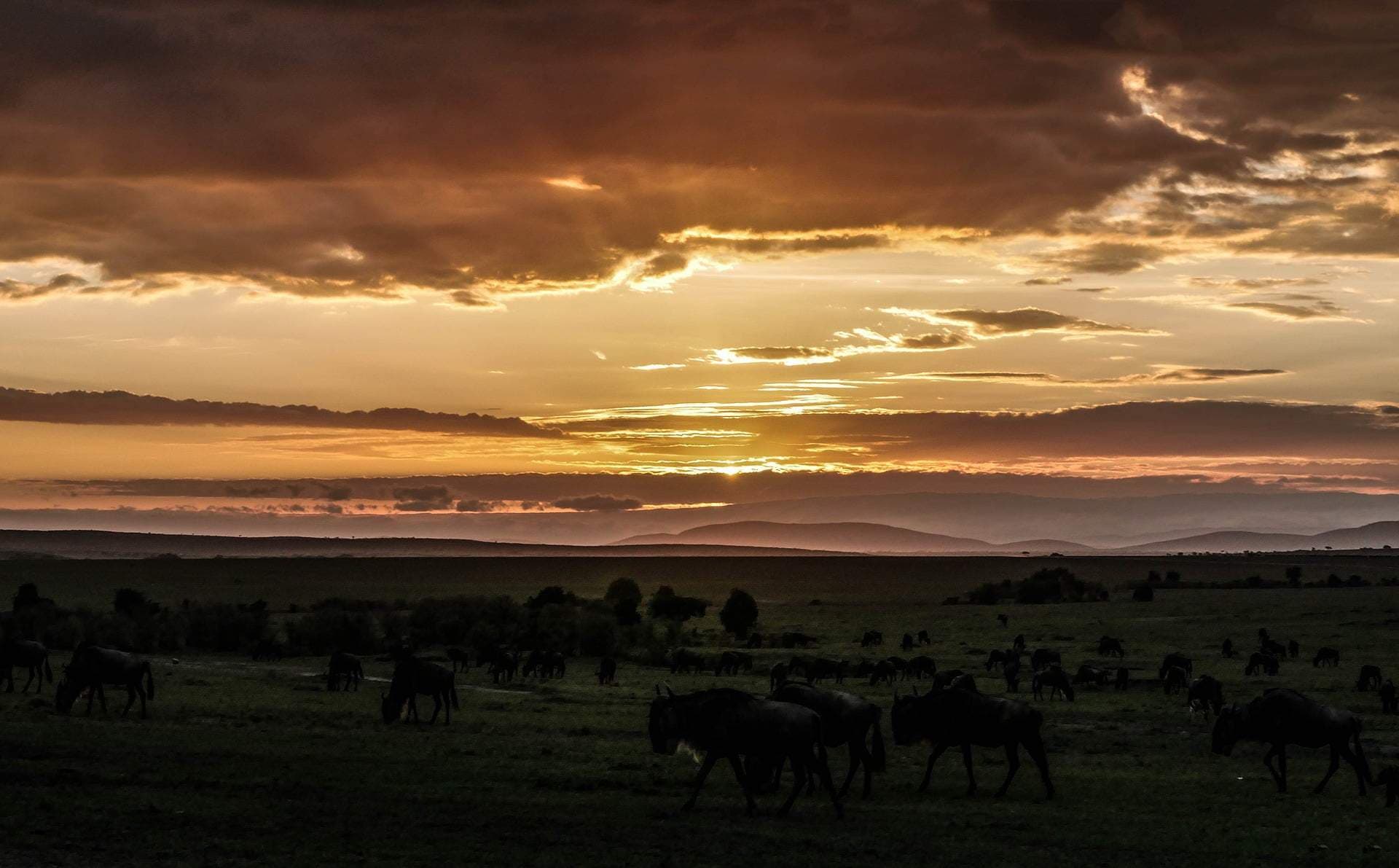 Day 5: FULL DAY GAME DRIVE IN MASAI MARA NATIONAL RESERVE