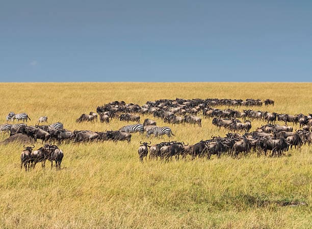 Blue Wildebeest