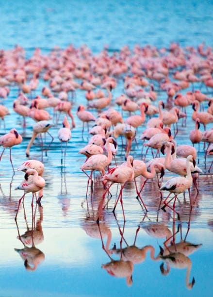 Flamingo