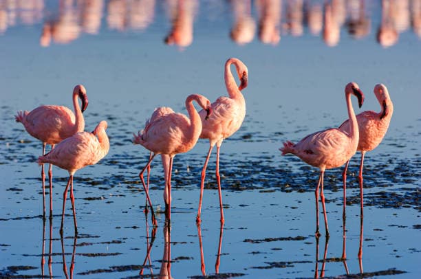 Flamingo