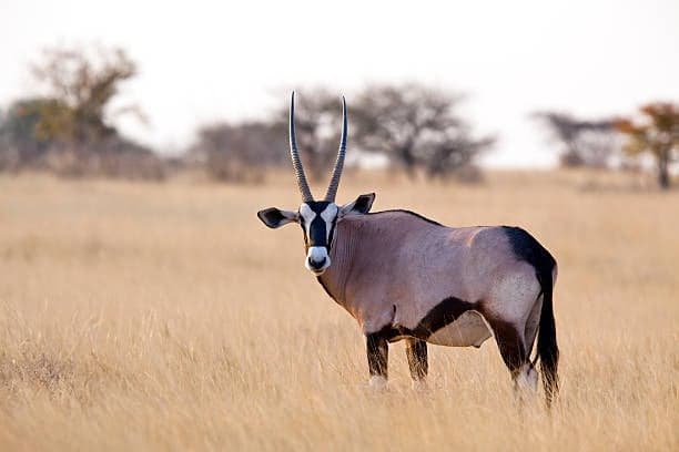 oryx