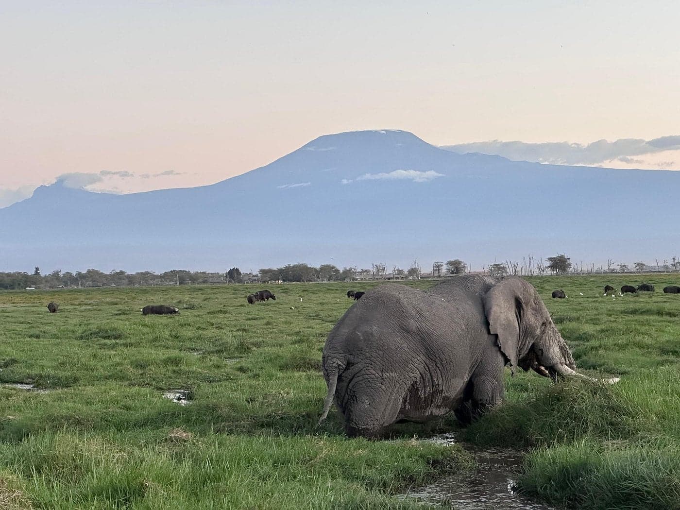 Day 2: Full Day Game Drive in Amboseli National Park