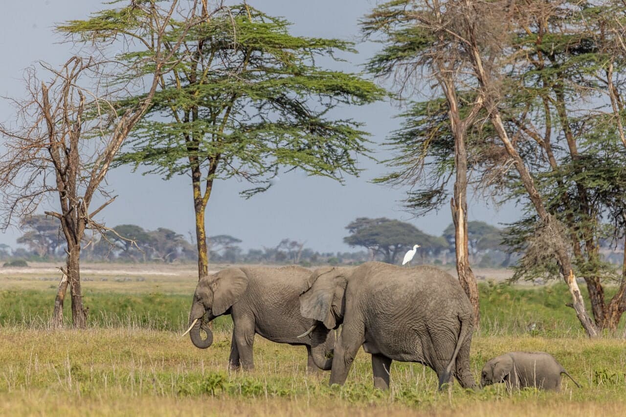 Sentrim Amboseli — safari photo 2