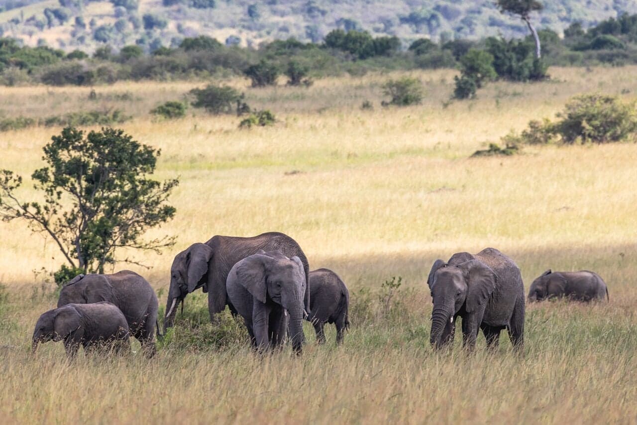 Sentrim Maasai Mara — photo 6