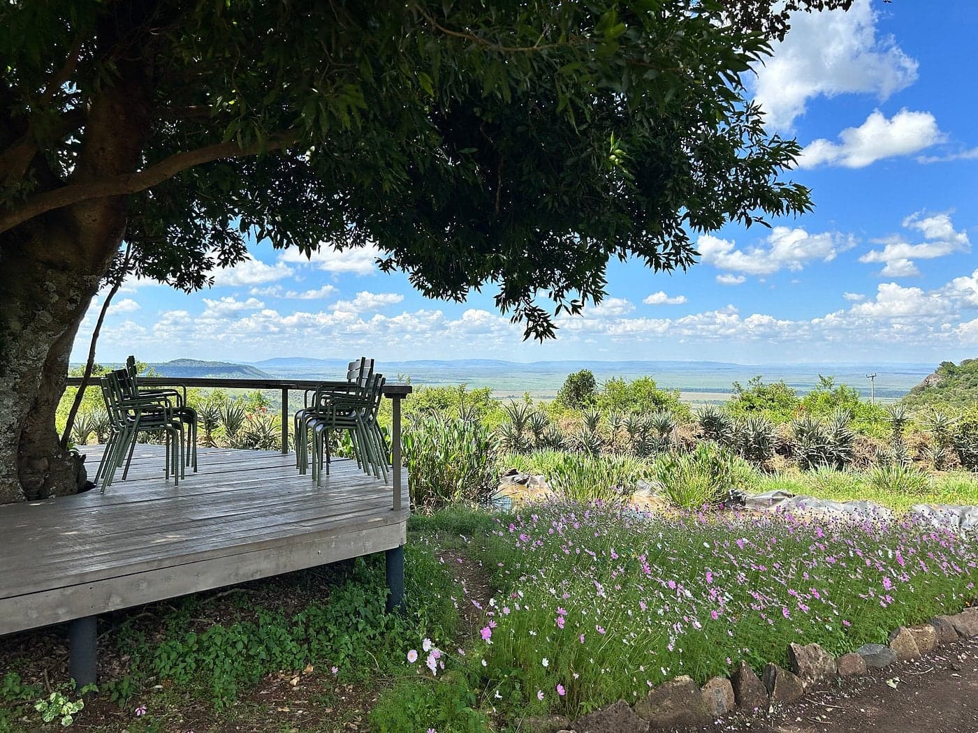Angama Mara — safari photo 2
