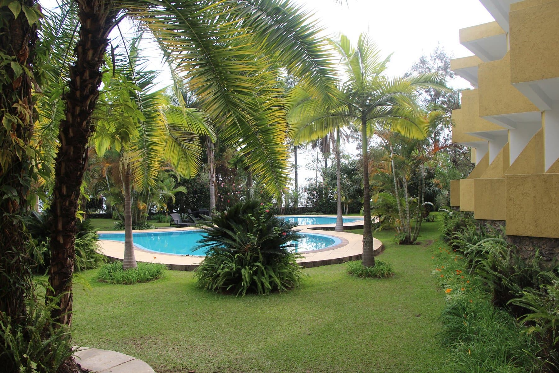 Gorillas Lake Kivu Re — safari photo 4