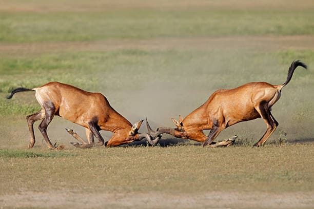 4-Day Masai Mara, Lake Nakuru & Lake Naivasha Safari — safari photo 2