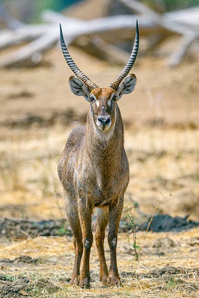 10-Day Kenya Safari and Diani Beach Holiday — safari photo 5
