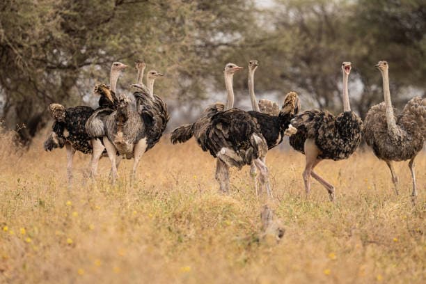 10-Day Kenya Safari and Diani Beach Holiday — safari photo 4