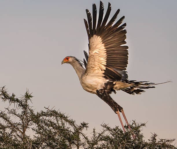 9 Days Kenya Safari & Zanzibar Beach Escape — safari photo 5