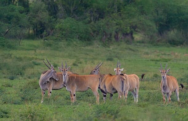 5-Day Luxury Kenya Safari