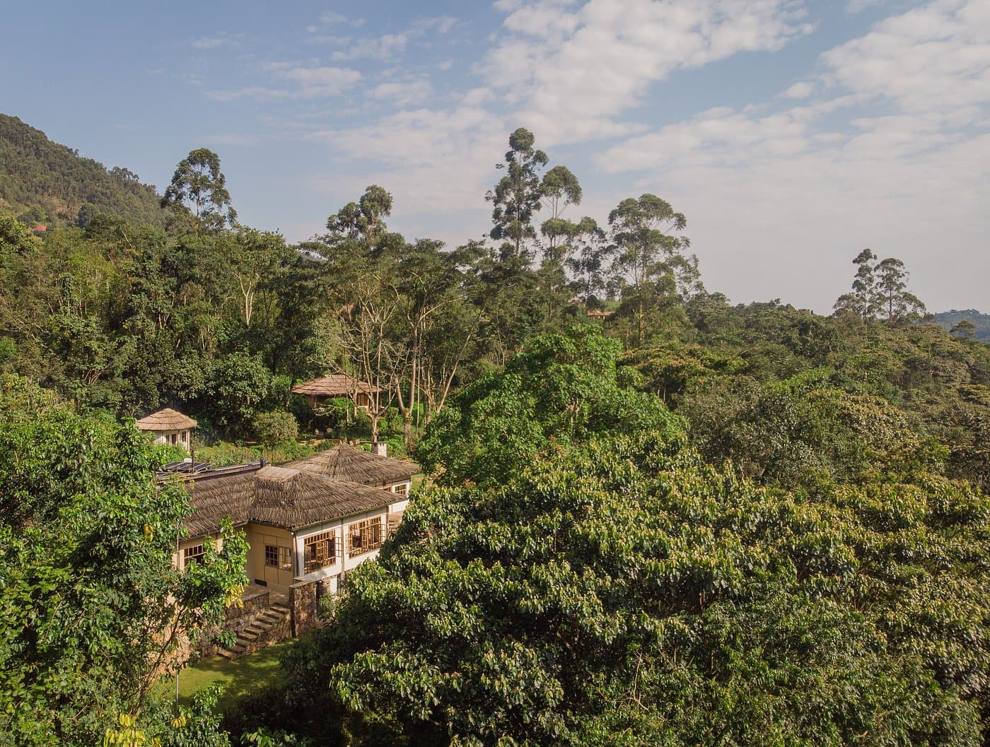 Volcanoes Safaris Bwindi Lodge — safari photo 4