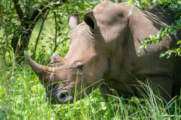 3-Day Luxury Uganda Safari to Murchison Falls and Ziwa — safari photo 4