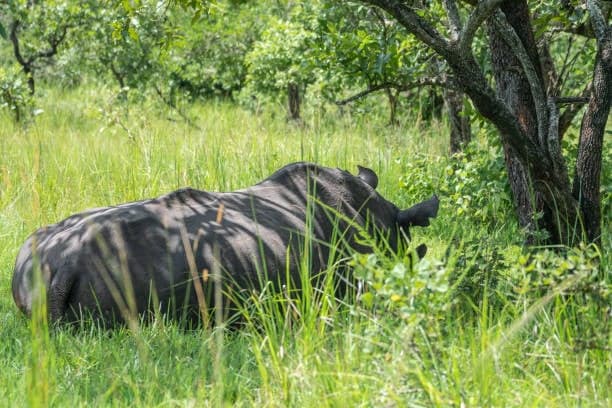Day 3: Ziwa Rhino Sanctuary and Return to Entebbe