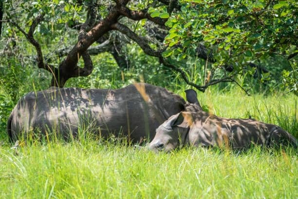 3-Day Luxury Uganda Safari to Murchison Falls and Ziwa — safari photo 3
