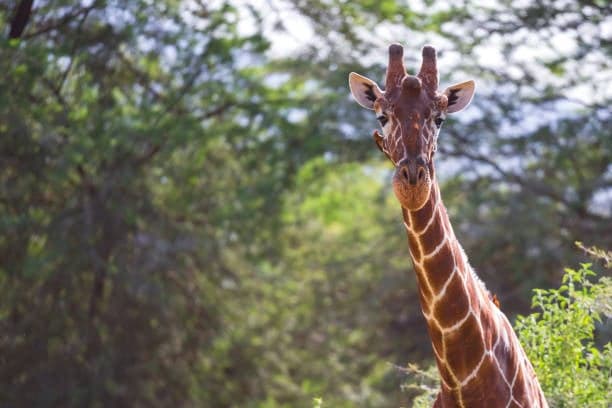 Masai Mara vs Serengeti: Which Safari Is Better in 2026/27?