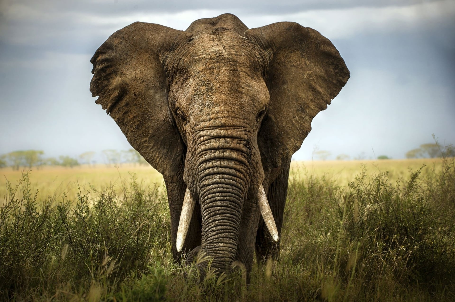 Safari Destinations