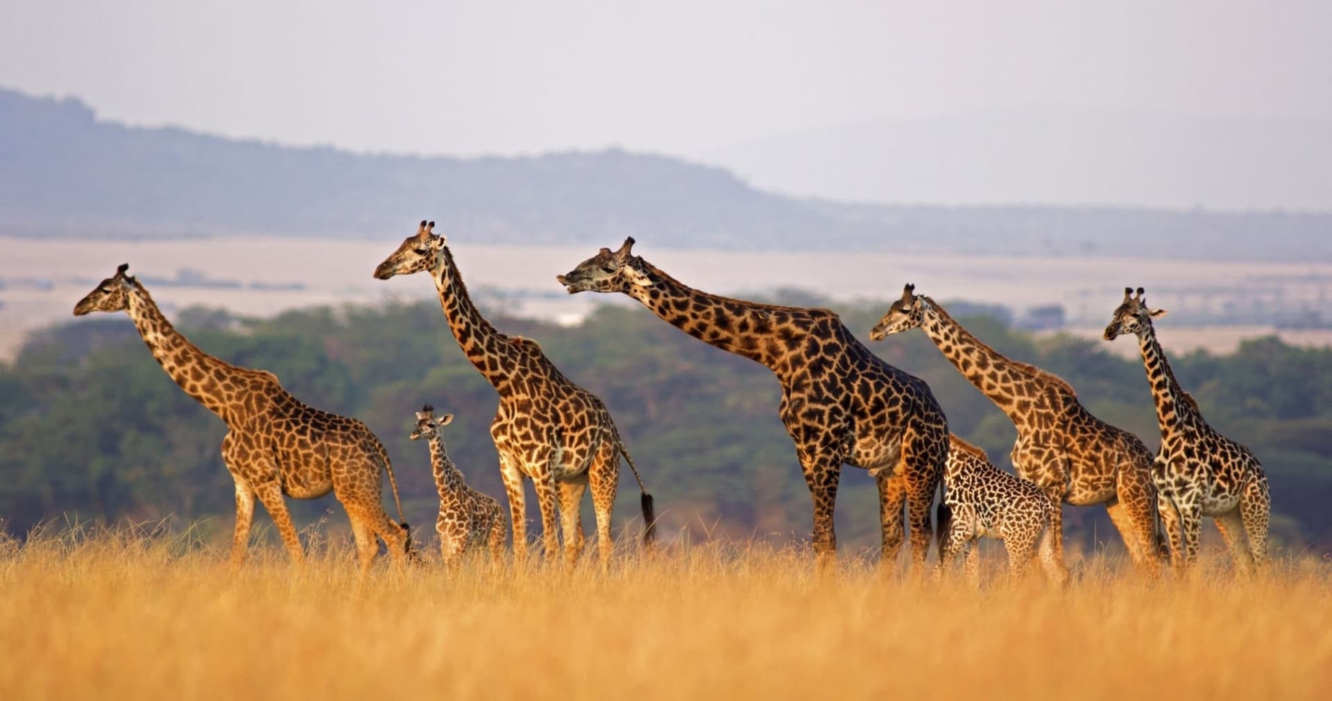 Hot Air Balloon Safari — Masai Mara or Amboseli — photo 3 of 4