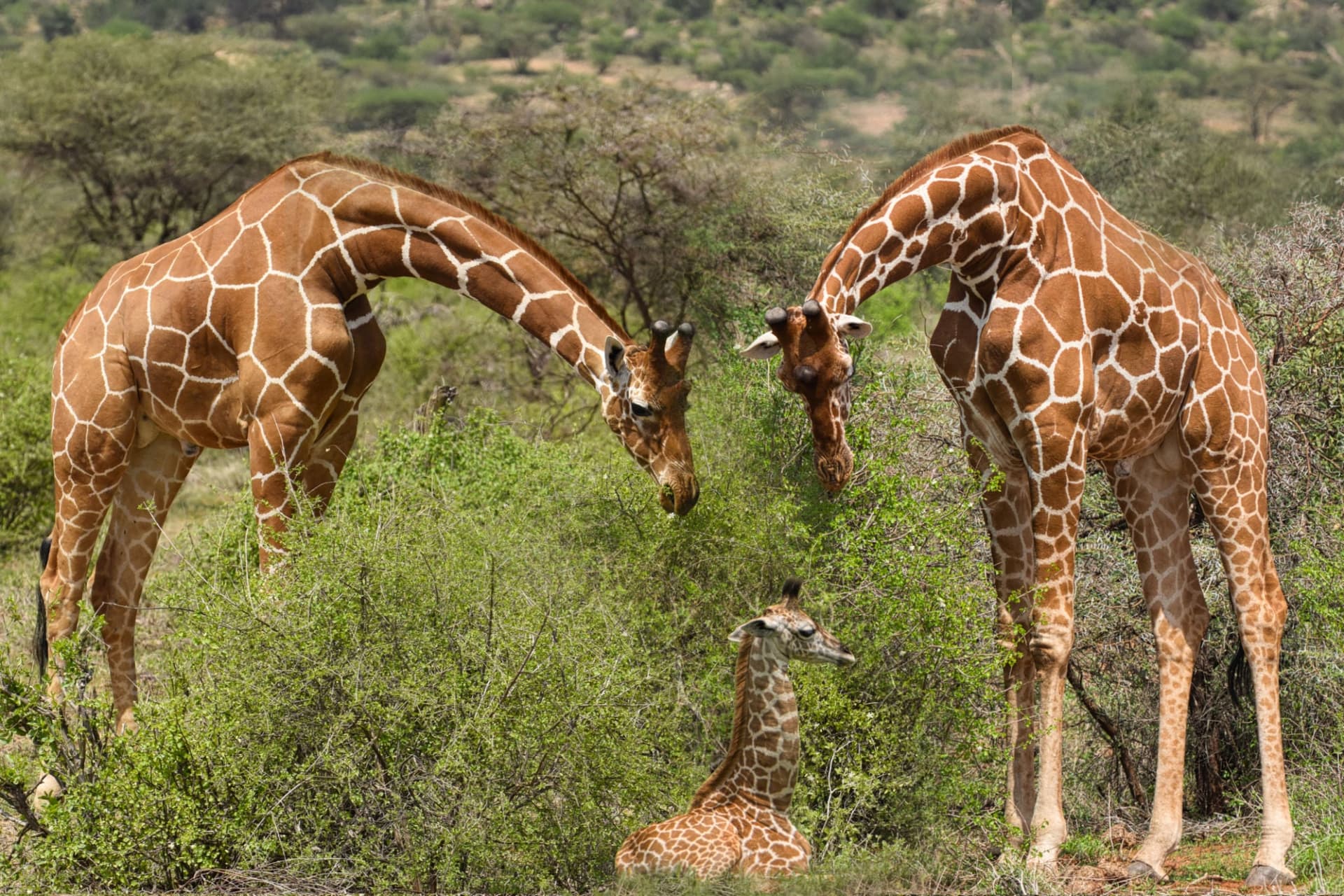Reticulated Giraffe